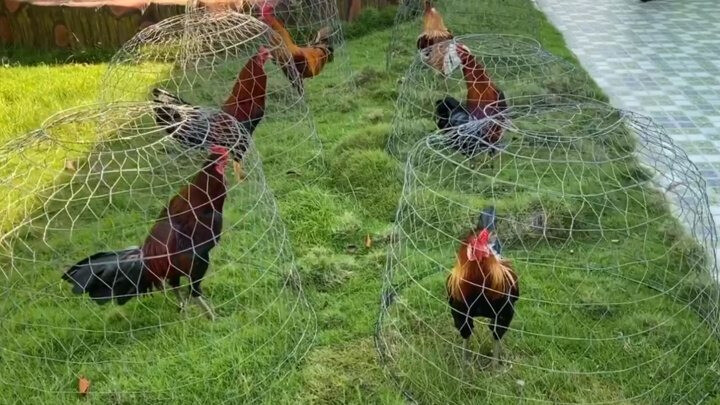 Trại gà Mít Trà Cú – Cập nhật trang trại gà lớn nhất nước ta 5 Nguồn gốc của trại gà Mít Trà Cú? Tên Mít Trà Cú ý nghĩa là gì?