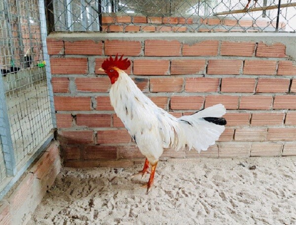 Gà bướm - Giống gà đẹp và là chiến kê mạnh trong thi đấu 8 Gà bướm bị màu mệnh nào khắc chế?