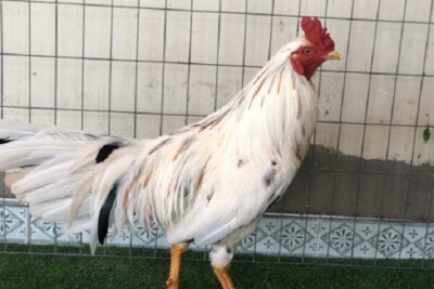 Gà bướm – Giống gà đẹp và là chiến kê mạnh trong thi đấu