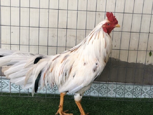 Gà bướm - Giống gà đẹp và là chiến kê mạnh trong thi đấu 7 Chia sẻ kiến thức về màu mạng của gà bướm chuẩn xác