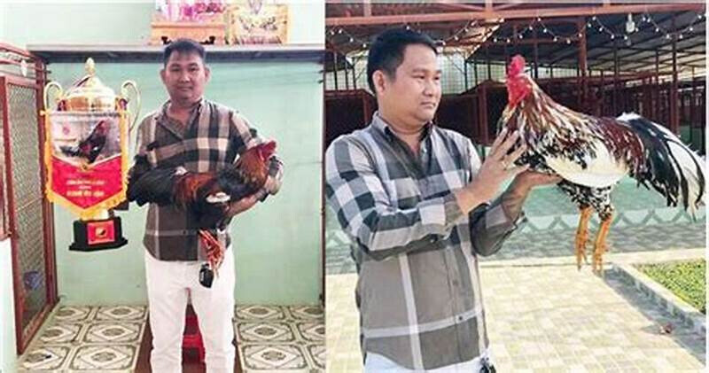 Trận đá gà 24 tỷ - Kết quả trận đá gà chấn động 8 Phân tích tổng quan gà chiến của sư kê trận đá gà 24 tỷ