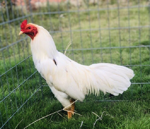 Gà bướm - Giống gà đẹp và là chiến kê mạnh trong thi đấu 6 Hiểu đúng gà bướm là gì?