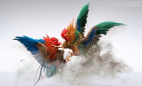 Daga68 - Địa chỉ xem đá gà cựa sắt trực tuyến miễn phí uy tín 7 Image 6