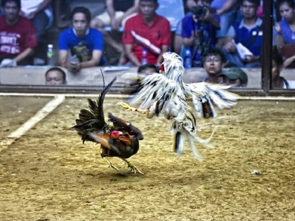 Daga68 - Địa chỉ xem đá gà cựa sắt trực tuyến miễn phí uy tín 6 Image 7