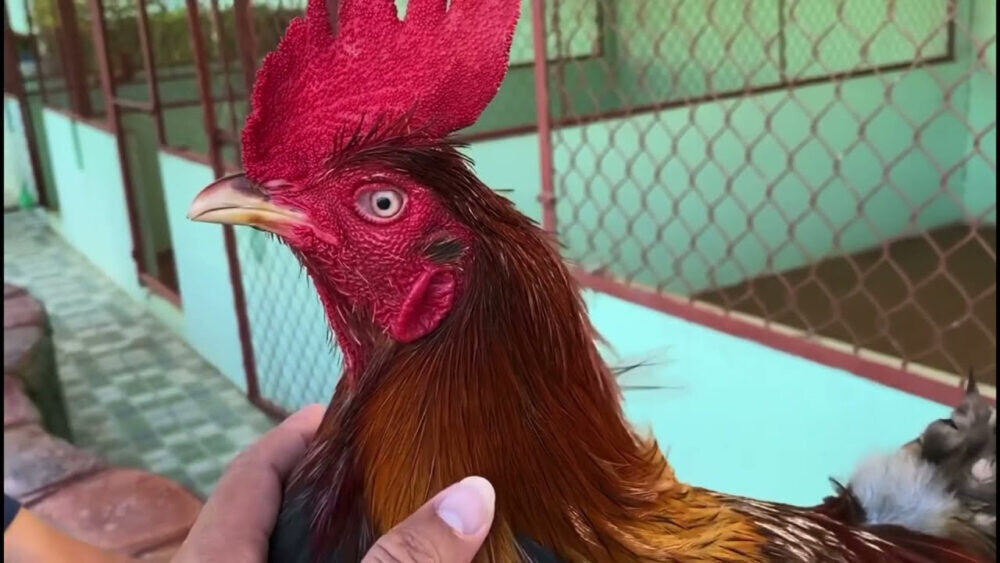 Trại gà Mít Trà Cú – Cập nhật trang trại gà lớn nhất nước ta 8 Chiến kê nổi bật của trại gà Mít Trà Cú mà anh em chiến kê không thể bỏ qua