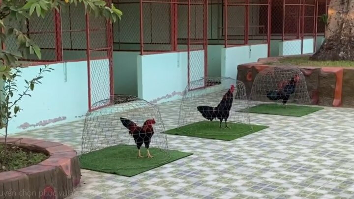 Trại gà Mít Trà Cú – Cập nhật trang trại gà lớn nhất nước ta 7 Danh tiếng của chủ trại gà Đặng Hữu Tiến trong giới đá gà tại Việt Nam từ trước cho đến nay