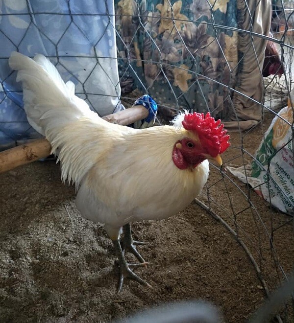 Gà bướm - Giống gà đẹp và là chiến kê mạnh trong thi đấu 10 Gà bướm chân xanh đá hay hơn gà bướm chân vàng