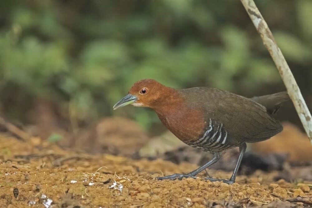 TOP các loại gà nước nổi tiếng quý hiếm trên bờ vực tuyệt chủng 13 Hình ảnh của gà nước họng trắng