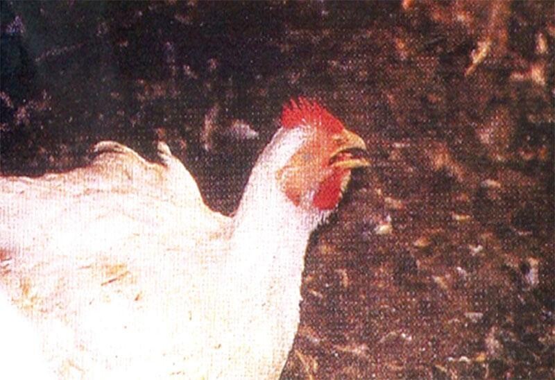 Các bệnh thường gặp ở gà chọi mà các sư kê cần lưu ý 10 Bệnh hô hấp mãn tính trên gà chọi rất khó trị dứt điểm