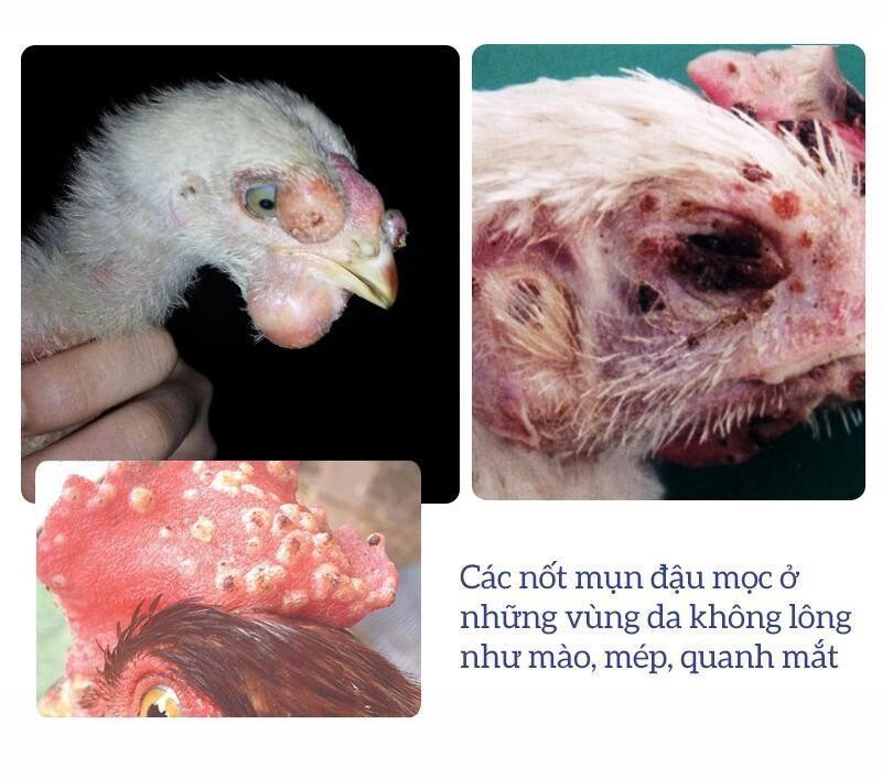 Các bệnh thường gặp ở gà chọi mà các sư kê cần lưu ý 9 Image 17