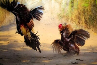 Gà cựa nhật nguyệt là gì? Làm sao chọn được dòng gà này chuẩn?