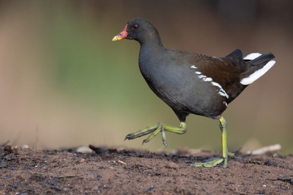 TOP các loại gà nước nổi tiếng quý hiếm trên bờ vực tuyệt chủng 21 Hình ảnh của gà nước tên kịch