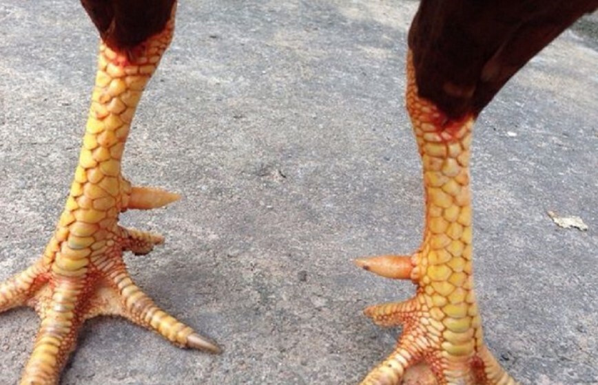 Tổng hợp 78 vảy gà tốt nên chọi cho các sư kê 6 Vảy gà Hoa Mai mà bạn có thể tham khảo