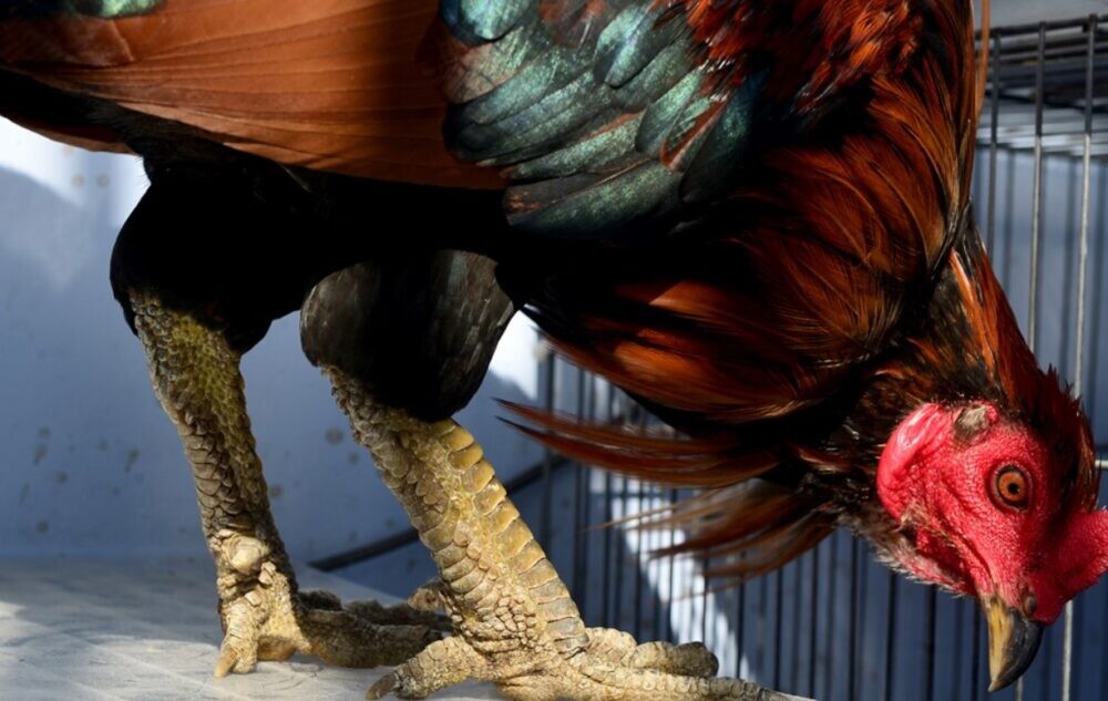 Tổng hợp 78 vảy gà tốt nên chọi cho các sư kê 5 78 vảy gà tốt nên chọi là những loại vảy như thế nào?