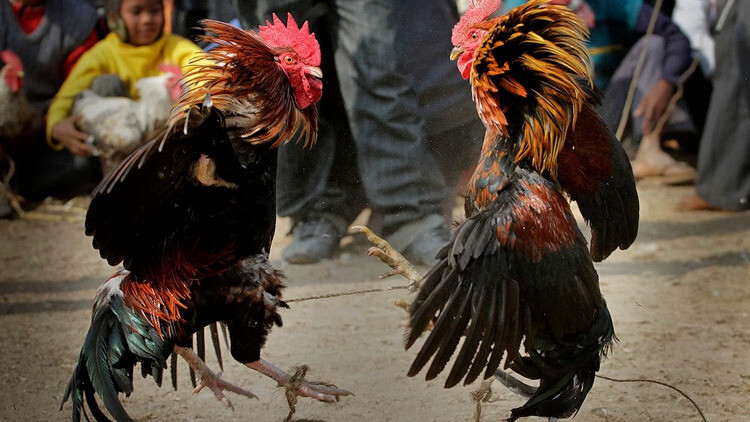 Cách coi ngày đá gà tốt, dễ thắng 7 Coi ngày đá gà tốt theo con giáp