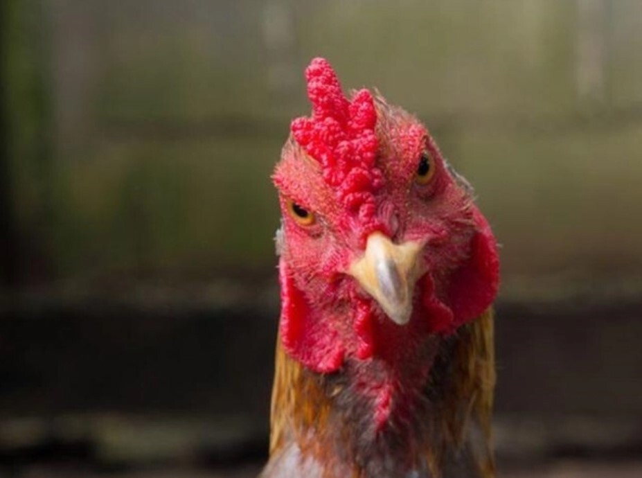 Nguyên nhân và giải thích hiện tượng gà mái gáy 5 Việc gáy ở gà mái tuy hiếm gặp nhưng không phải là không xảy ra