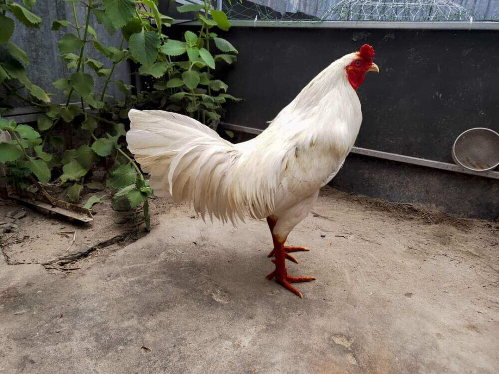 Gà bướm đá ngày nào tốt? Hướng dẫn chọn ngày chuẩn 9 Ý nghĩa gà bướm đá ngày tốt