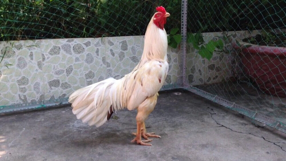 Gà bướm đá ngày nào tốt? Hướng dẫn chọn ngày chuẩn 8 Các loại gà bướm hiện nay