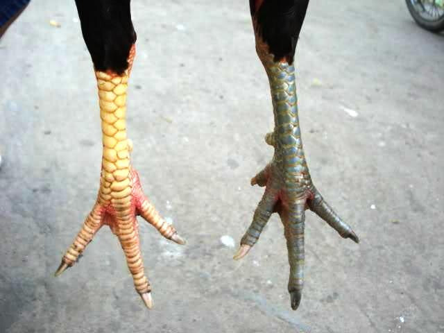 Hướng dẫn chọn vảy gà tài sư kê nên biết 9 Vảy gà tài có đặc điểm quý