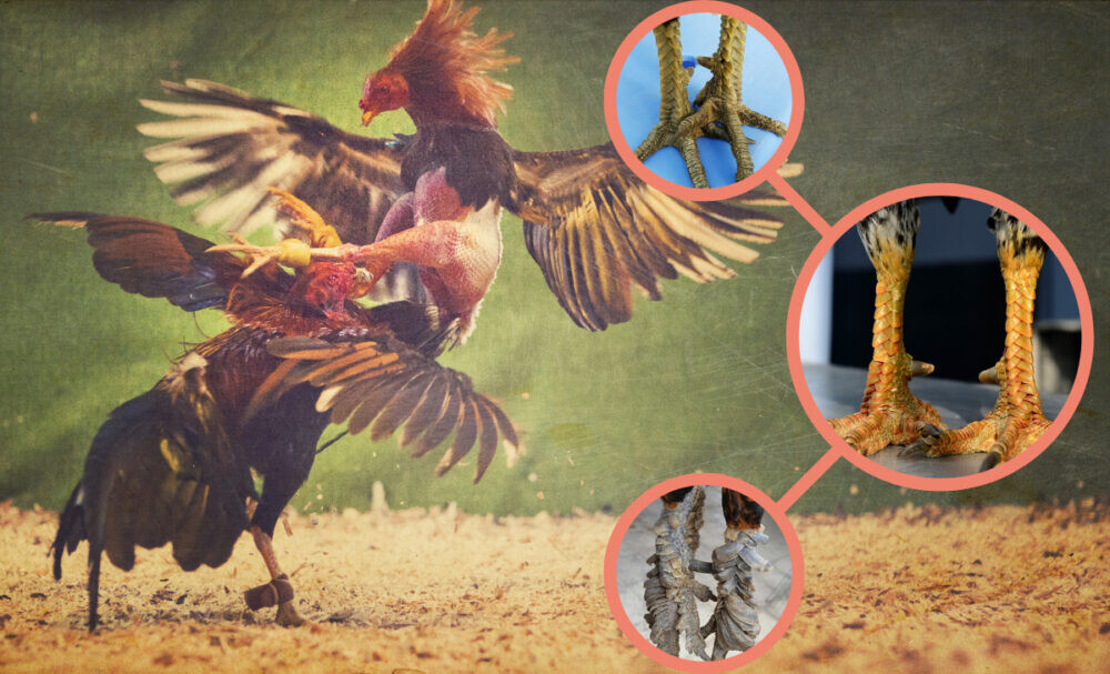 Hướng dẫn chọn vảy gà tài sư kê nên biết 8 Hình dáng vảy gà tài đẹp