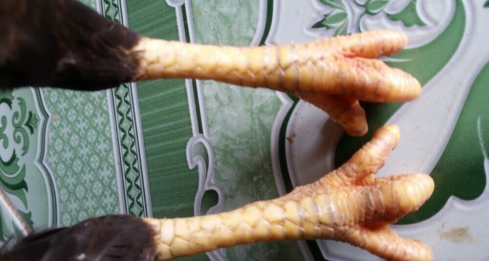 Tổng hợp 78 vảy gà tốt nên chọi cho các sư kê 8 Loại vảy Án Thiên được rất nhiều người săn lùng