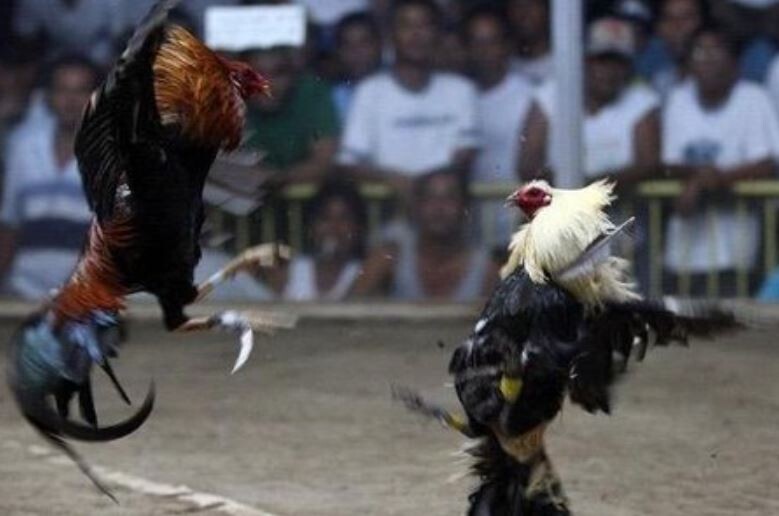 Bật mí cách chơi đá gà tại CPC2