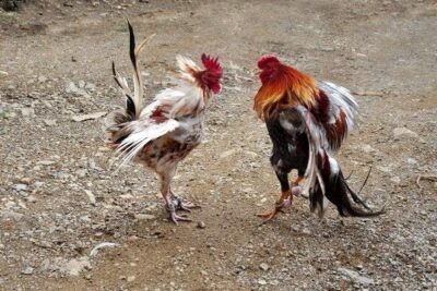 Những ưu điểm vượt trội khi lựa chọn trang đá gà Casino 888