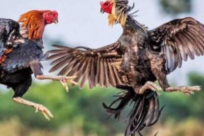 Đá gà CPC2 – Sân đá gà online đẳng cấp bạn nên khám phá 