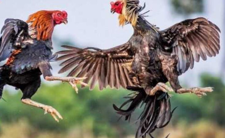 Ưu điểm nổi bật của sân đá gà CPC2 tại SV66