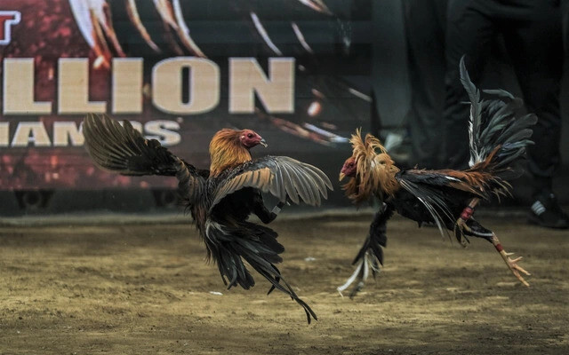 Đá gà CPC1 - Khám phá loại hình đá gà hấp dẫn tại SV66 5 Giải đấu CPC1 được tổ chức ở trường gà quy mô lớn Campuchia hoặc Thomo