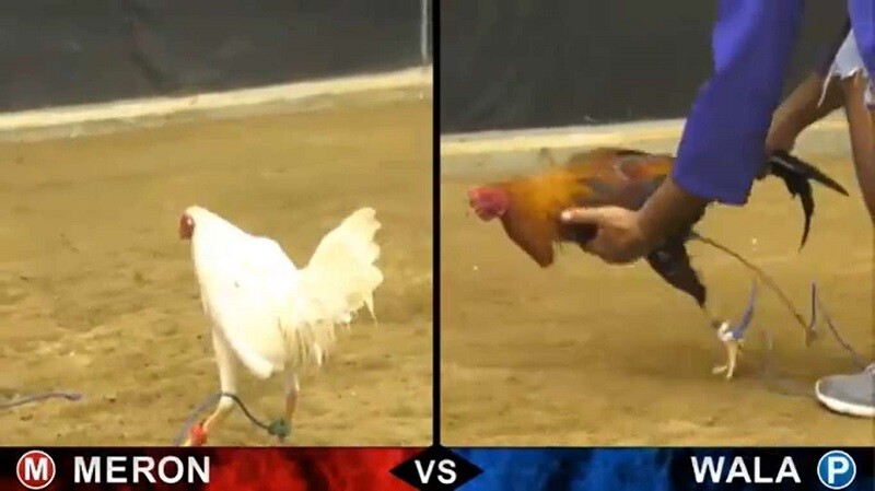 Các hình thức đá gà online phổ biến