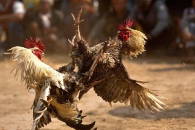 Đá gà online ăn tiền – Kiếm lợi nhuậna chỉ sau vài cú click