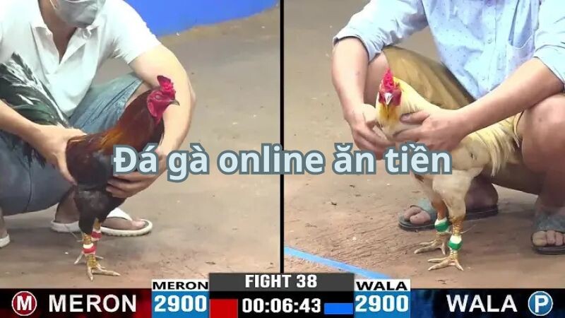 Giới thiệu về đá gà online