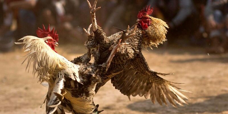 Những thông tin cần biết về bồ gà C3 Thomo Campuchia 8 Luật chơi đá gà tại bồ gà C3 Thomo Campuchia