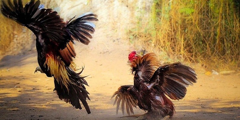 Những thông tin cần biết về bồ gà C3 Thomo Campuchia 7 Các giải đấu gà Việt là một loại bồ gà C3 Thomo Campuchia