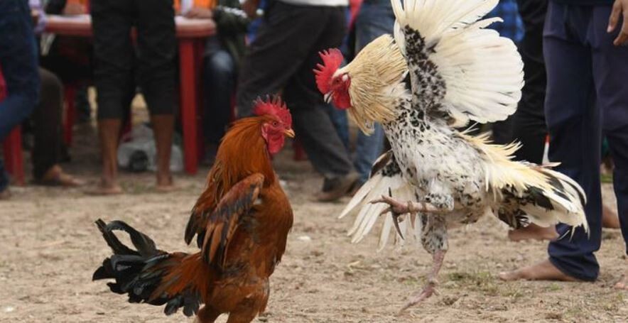 Sơ lược thông tin về đá gà CPC2 bạn nên biết