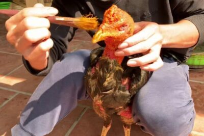 Vào nghệ cho gà đòn là gì? Bí quyết tăng sức cho gà đòn