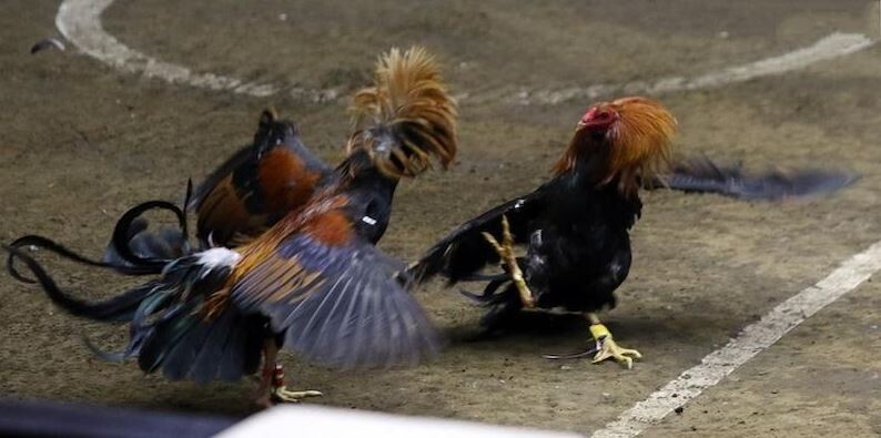 Bí kíp dễ thắng lớn khi cá cược đá gà tại CPC2 SV66